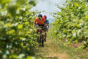 :BRUT vineyards